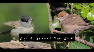 اجمل صوت عصفور التين الرائع   حرفيا  تغريد ينقى الأذن   سبحان الله العظيم     دندنها