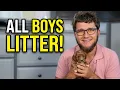 Julie Litter All Boys Cavapoo Puppies