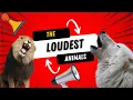 The Loudest Animals in the World