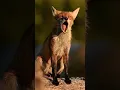 Download Lagu Fox barking #sound