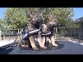 Watch Puppies Who Are Training To Be Police K9 s Get Distracted By Toys