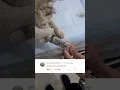 Download Lagu INSERTING IV CATHETER TO A CAT (CKD PATIENT)