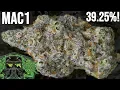 MAC1 STRAIN REVIEW Capulator s Cut