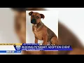 Haven Humane Society partners with Redding PetSmart for adoptions