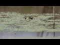 Marsh frogs calling at RSPB Rainham
