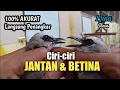 Download Lagu Perbedaan Trucukan JANTAN dan BETINA Sangat AKURAT