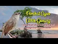 Download Lagu Suara Pikat Cigun Gacor Nembak Seperti Alam Liar