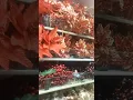 BEAUTIFUL PICKS FOR YOUR TREE