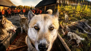 Охота #314 на лося с лайками  Большой загон