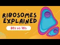 Ribosomes Explained - 80s VS 70s