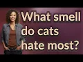 What smell do cats hate most