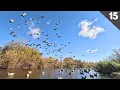 Download Lagu Decoying HUGE FLOCKS Of Mallards On A TINY CREEK | Traffic Duck Hunting