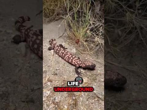 The only venomous lizard in the U.S.