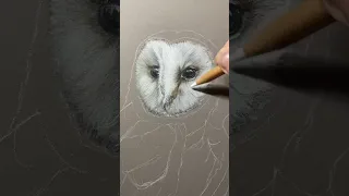Barn Owl Drawing in coloured pencils
