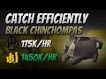 Catch Black Chinchompas Efficiently 175K EXP 1450K