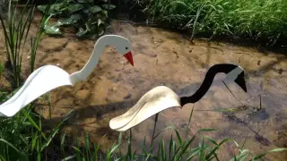 Florida Dancing Birds Canada Goose Snow Goose