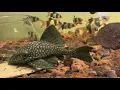Update On Our Giant Royal Pleco
