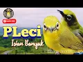 Download Lagu PLECI TEMBAKAN ISIAN banyak