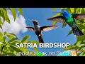 Download Lagu Update stock terbaru di satria birdshop hari minggu masih full stock konin gacor gacor!!