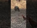Download Lagu Komodo hunting Rooster | full videos on comments #komodo #trending #shorts #animal
