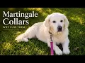 Why I recommend Martingale collars