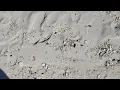 Shelling Low Tide in Orange Beach