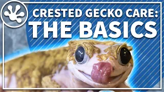 Crested Gecko Care Guide The Basics Everything You Need To Get Started With Your Crested Gecko