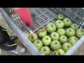 Spending a Slow Autumn Day in the Garden | Life in Hungary | Garden Vlog