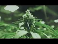 More Illinois cannabis workers fight to unionize