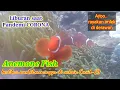 Download Lagu #Vaksin.. #Corona.. Takut vaksinasi.. nyantai bersama NEMO  di DERAWAN (renungan perjalanan ruh)