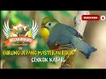 Download Lagu burung jepang robin cenkok kasar  full nembak..