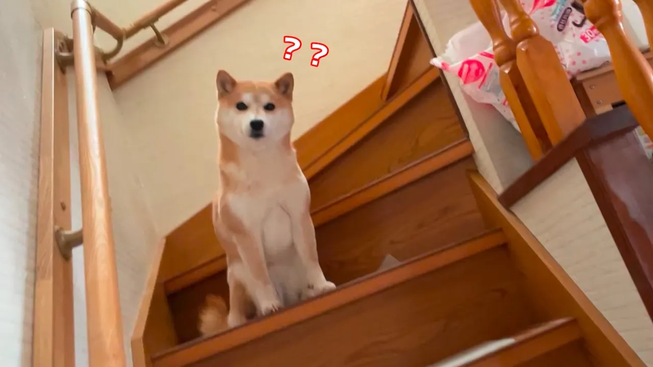 寝起きで頭が回ってない柴犬