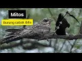 Download Lagu Mitos Cabak iblis. burung malam