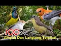 SUARA PIKAT PILIHAN SOGON. PRENJAK BAWAH. KEMADE. REMETUK LAUT. SANGAT AMPUH..