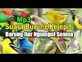 Download Lagu Suara pikat semua burung kecil untuk daerah yang burungnya pada bandel.suara pikat burung Ampuh
