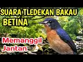 TLEDEKAN BAKAU BETINA MEMANGGIL JANTAN
