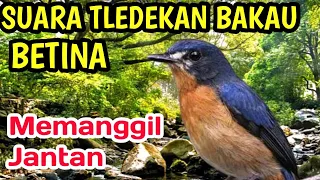 tledekan bakau betina memanggil jantan