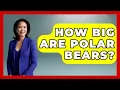 Download Lagu How Big Are Polar Bears? - Polar Regions Uncovered