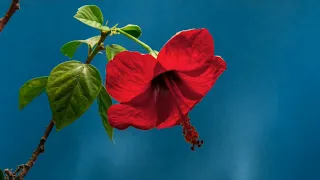 جلنار  زهر الرمان    فيروز دندنها