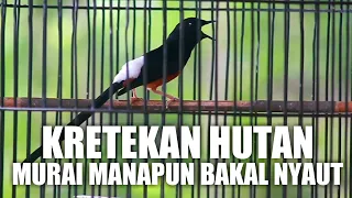 kretekan murai batu hutan bikin pancingan emosi murai batu manapun