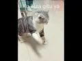 Download Lagu kucing bersin bersin bikin candu