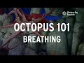 Octopus 101 Breathing