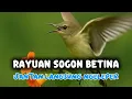 Download Lagu SUARA SOGON BETINA MEMANGGIL  JANTAN