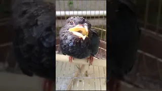 tengkek buto speed rapat dan jernih buat masteran murai dll 