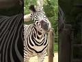 Download Lagu Spoiler alert... it's a Zebra! 🦓 #zebra