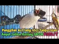 Download Lagu Suara Burung Kutilang Gacor ASLI Tanpa isian, Ampuh untuk Pikat Kutilang bikin kutilang Ribut gacor