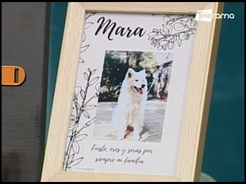 Opciones para despedir a tu mascota