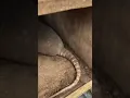 How to build an armadillo trap