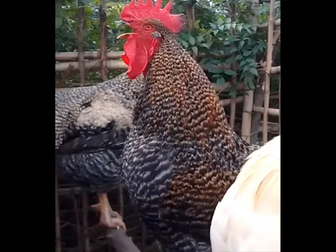 EL GALLO QUE CANTA INCREÍBLE#gallos #shorts #feedshorts #animals