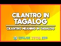 Cilantro In Tagalog - Cilantro Meaning In Tagalog Translation